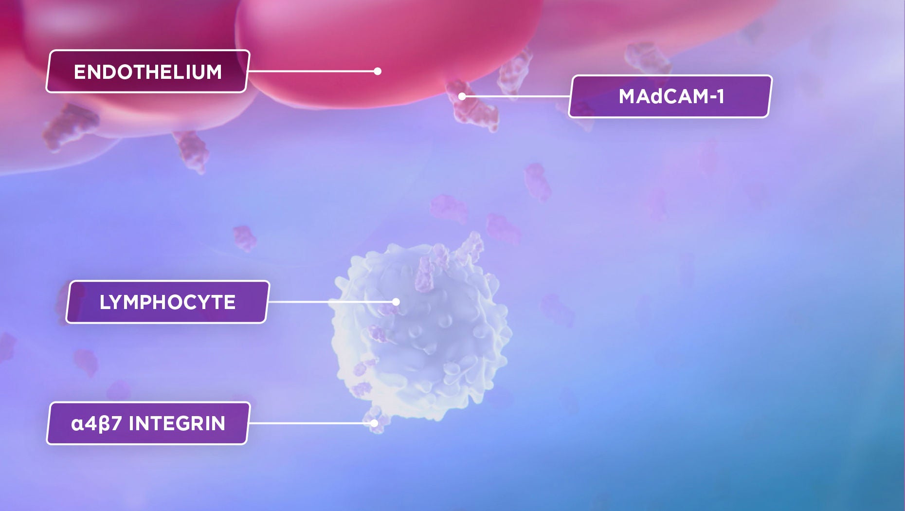 Memory T-lymphocyte binding to an endothelial cell via the α4β7 integrin and MAdCAM-1.