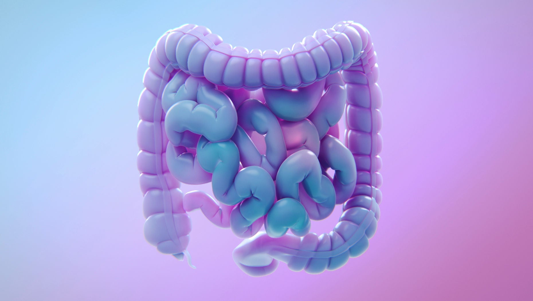 Intestines with reduced inflammation.